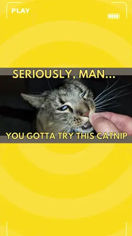 Does your cat obsessed with catnip? Comment below and let us know! #fyp #facts #uahpet #cat 