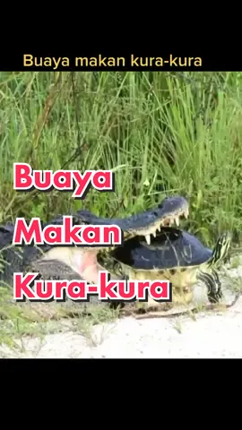 dapatkah buaya ini memakan kura-kura.. ? #crocodile #turtle #animals #fyp