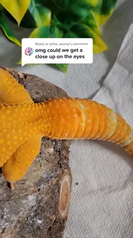 Replying to @tylita..stump hope this is close enough! haha👀 #leopardgecko #geckos #geckosoftiktok #trend #daddysgettinghotatthebodyshop #foryou #eyes #closeup #reptiles #reptilesoftiktok #p#PetsOfTikTokpet #twitch #twitchstreamer #streamer #animal #animallove #canadian #positivity #cute #hi