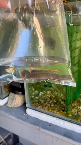 Terbeli sekor sbb ikan padu sgt 🤣 berminat bleh rogerr @wohkelubi.com limbata sp krai padu2 banding sobatt 💪 #channamalaysia #snakehead #channa #limbata #foryoupage