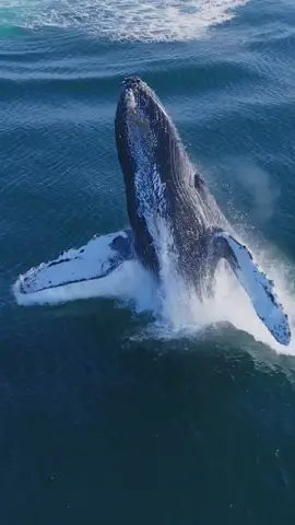 🇮🇹🦈🔱 video: @dolphindronedomy  @oceanicexpeditions 🐋 🌊💧✈️ #whale #balena #ocean #wildlife #wild #underwater #balena #nature #drone 