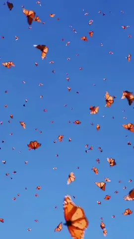 Butterflies live wallpaper 🦋 #wallpaperbackground   #sky #wallpapervideo #butterflies🦋🦋🦋 #foryoupagе♡ #pinterestaesthetic #aestheticvideo 
