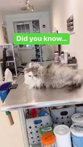 Persians require a LOT of maintenance! If you don’t keep them on a regular grooming schedule you will end up with a mess! #catgrooming #persian #persiancat #highmaintenance #beforeandafter 