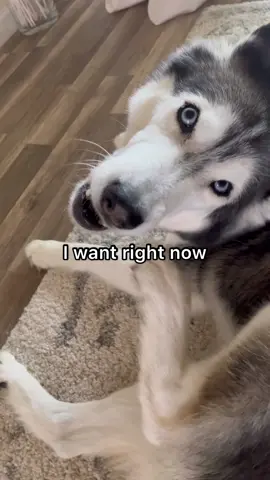 My Husky FREAKS OUT When I Stop Petting Her 😳👀