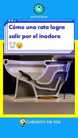 🐭 Cómo una rata consigue salir por el inodoro...🚽😨 #interesante #curiosidades #datoscuriosos #paratiii #virallll #curiososdatos #interesantesdatos #SabiasQue