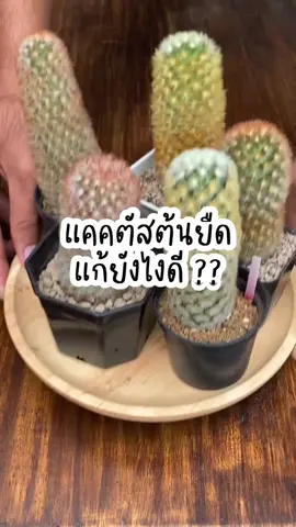 แคคตัสต้นยืด แก้ยังไงดี??                             #jenniguycactus #cactus #cactusthailand #แคคตัส #แคคตัสยืด #แคคตัสที่รัก 