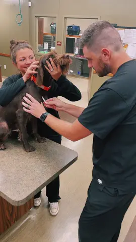 A day at the vet for Shock 🐶😅 #vetlife #vettechlife #vethospitallife #dayatthevet #vetmedhumor #vetmed #veterinarian #vettechsoftiktok