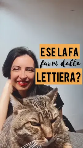COSA FARE SE IL GATTO FA PIPI’ FUORI DALLA LETTIERA: VADEMECUM IN MENO DI UN MINUTO✨.                                                    #gatto #gatti #consulentefelina #etologiafelina #gattiditiktok #gattidicasa #gattomania #gattichepassione #amoigatti #ioeilmiogatto #catlady #gattara #gattaraforever #comportamentofelino #gattarainside #catlitter #curiositàsuigatti #tuttosuigatti 