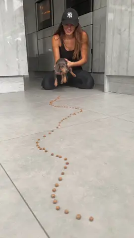 When food is life 🐶#dachshundchallenge  #dachshundpuppies #dogsoftiktok #sausagedog #PetsOfTikTok #petoftheday #petslife🐶 #funny #dancingdog #dachshundaddict #fyp #fypシ゚viral #foryoupage #inlove 