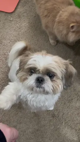 Bean is just a happy pup! #shihtzu #dog #dogsoftiktok #happy 