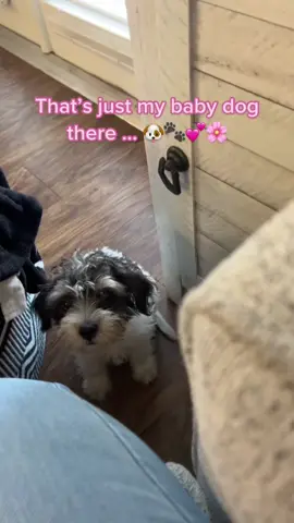 Someone is so adorable and so loved … let’s see your furbaby #maltipoo #maltipoopuppy #maltipoolovers #maltipooofinstagram #maltipoonation #maltipoolife #maltipoo