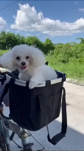 Pet Bike Basket Carrier! Order na kayo super convenient 😉 #fyp #petlover #PetsOfTikTok #cat #dog #petcarrier 