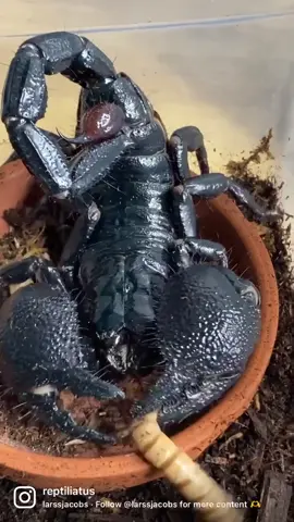 This is my male Emperor scorpion (Pandinus imperator) Achilles, enjoying a super worm for dinner! 🦂 • #scorpion #arachnid #reptiliatus #pandinusimperator #pandinus #animal #pet #emperorscorpion #achilles #reptile #reptiles #viral #foryou #venom #venomous 