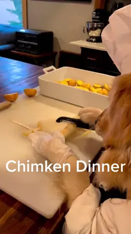 Chimken Dinner iz Served. #chefsoftiktok #dogchef #chickendinner #viral #viralvideo #goldenretriever #funny 