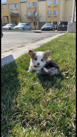 oh he’s protective alright, but that’s because he thinks he is huge and tough🥴 #fypシ #puppy #corgi 