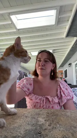 I found a cat! Or a cat found me! 🐈 Spingle showed up out of the blue and I’m looking around to see if he belongs to anybody because he’s so social and sweet 😭 #foundcat #cat #kitty #ifoundacat 