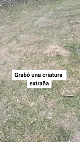 #duende#duendesreales#elduende#duendes#mito#paranormal#fyp#parati#duendes#duendesmaligninos#miedo#monstruo#mostruosreales#pombero#leyenda#ucumar#terror#sementerios#montruos#demonios#espiritus#real#criatura#captado#fantasia#fantasy#criaturasmagicas#adas#ufos#ovnis#mitologia#extraterrestres#conmoción#miedo#trols#casoparanormal#misterio#extraño#extraterrestre#alienreal#misterioso#criaturas#horror#chupacabras#asombroso#demoñio#alien#crictozoologia#criatures#escalofriante#demonio#adas#elfos#fantasmas#extraño#misterioso#fyp#parati 