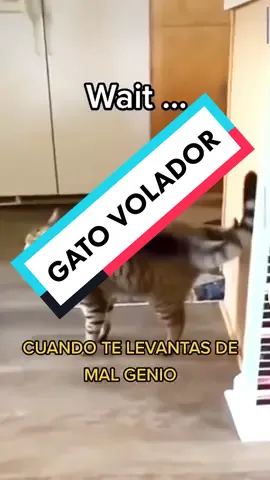 Gato Volador #CapCut #malgenio #gato #🤣🤣🤣 #parati #gatovolador