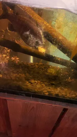 Feeding my perch a jack in the box taco #fyp #catchcleanandcook #beardedfisherman #fishing #fish 