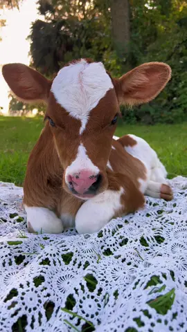 Baby Meadow enjoying a Florida afternoon ♥️🐮 #cows #cowsoftiktok #cowsontiktok #country #BigInkEnergy #floridaboy #floridalife #animalsoftiktok #babiesoftiktok #cowgirl #cowboy #cattle #animalsdoingthings #morganwallen #morganwallentiktok 