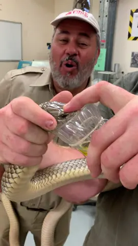 Zoo keeper Zack milking venom to save lives from Eastern Brown  one of the most deadly snake on earth 😱#snake #venom #scientist