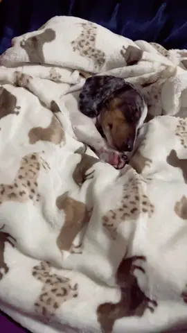 Welcome home Pepper Pie. Our new little addition. She’s a 9week old double dapple mini dachshund. Sweet girl is also deaf. #dauchshund #deafdog #elpaso #fyp #puppy #naptime #doubledappledachshund 
