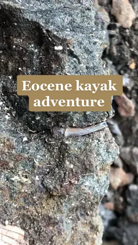 Sticking out the bad weather was worth it #paleontology #discover #adventure #fossils #eocene 