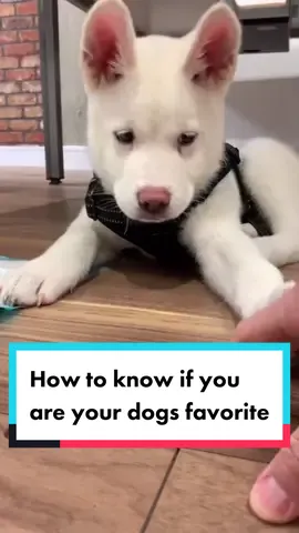If your dog does ALL of these things then you’re their favourite person ever 💙 #dogparents #dogmom #doglove #dogfacts #dogsoftiktok #RecycleUp 
