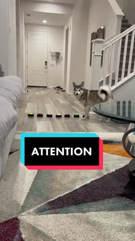 Tag someone who needs just as much attention as Sapphie 🐶 #smartdog #dogs #doglover #pets #attention 