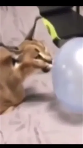 #funnyanimals