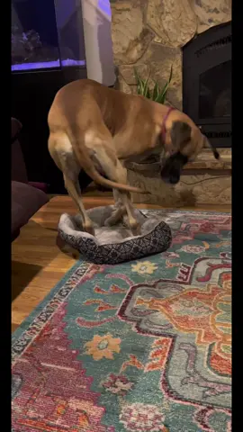 Big dog, little bed! 🤣 #greatdane  