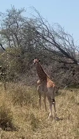 Baby Giraffe not older than 7days. Still had its belly cord attached but busy drying out. Always special to see them🦒🦒🦒 #giraffe #newbaby #knp #bergendal #safari #suidafrika #wildtuin #Animals 