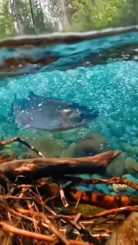 Wild Salmon swimming upstream in beautiful Alaskan river!#alaska#foryou #water #fish #naturalscenery 