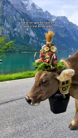 En septembre et octobre, la désalpe est la plus connue des fêtes traditionnelles de montagne. Il s’agit de la descente des troupeaux en plaine après plus de quatre mois passés à l’alpage. Les vaches sont décorées de magnifiques cloches carillonnantes et de fleurs colorées 💐 Alors, tu savais ce que c’était ? En tout cas je trouve que c’est vraiment trop mignon comme tradition 🥹🫶🏻