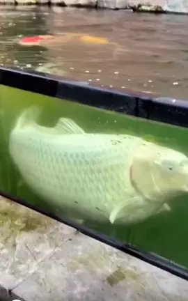 That Size!! #carpfishing #fishing #carp #fishinglife #fishingtiktoks  #nature #fish #natureathome 