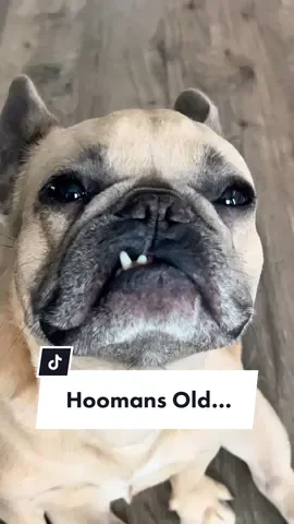 How old do you think i am?…My bday is actually 9/27 but close enough #old #birthday #bday #parenting #dogdad #frenchiesoftiktok #furkid #1900s #dogsoftiktok #jasonbankscomedy cred @jasonbankscomedy @somefrenchienamedapollo @somefrenchienamedapollo 