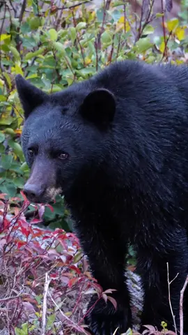 Black Bear shaking off 🐻 #blackbear #blackbears #bear #wildlife #wildlifecinematography #natgeo #natgeowild #nationalgeographic #glaciernationalpark #wildlifevideos #animalvideos #animalsoftiktok #animaltok #bearsoftiktok @natgeo @bbcearth @bbc @natgeowild.fr @rode 