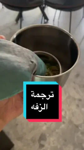 الزفة hangry  #parrot #fistiq #fistiqtheparrot #birdsofticktock #parrots #quakerparrot 