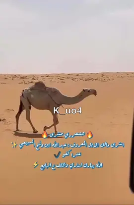 #مهرجان_الملك_عبدالعزيز_لمزاين_الابل6 #نادي_الابل #اكسبلور #اكسبلورexplore #حصري #مشترى