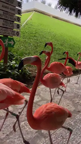 ¡Paso redoblado! ¡Vuelta a la derecha! #flamencos #desfile #humor #xcaret #xcaretmexico #fypシ 