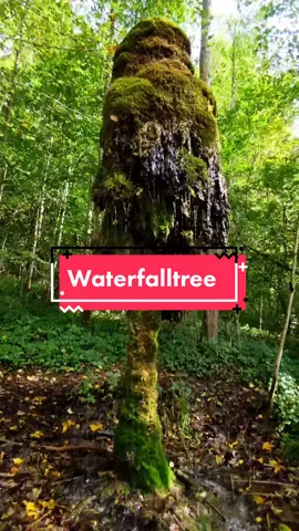 Waterfalltree #waterfalltree #nature #watersource #germany 