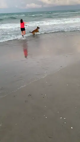 What was the original plan?! 😂😂 #fyp #funnyclips #beach #dogs #dogsonbeach #funnydogvideos #funnydogs 