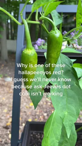 #beastieboys #gardening #gardentok #fyp #askjeeves Red Jalapeño 