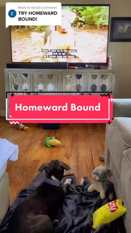 Replying to @rlpxs2 I don’t think Homeward Bound made the cut. Her level of bored was all over her face 😂😂 #Gemini #homewardbound  #disneyplus #movieclips #moviescene 