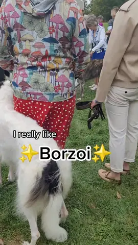 It's BORZOI!!✨️ #Borzoi #borzoilove #borzoilovers #borzoipuppy #borzoisoftiktok #sighthound #corn #itscorn #iscorn #fyp #viral #trend #dogtrend #borzoirussianwolfhound #hound #doglover #dogmom #dog #perro #perrostiktokers 