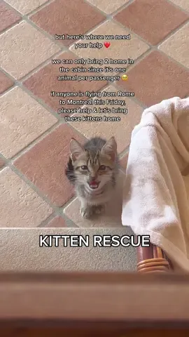 tiktok do your thing pleaseeeee 😭🙏🏼🐱 if anyone is flying from ROME to MONTREAL this Friday, please get in touch with me!!! #animalrescue #animalrescuestory #catrescue #kittensoftiktok #kittenrescuestory #animalsoftiktok #animalshelter #rescuecat #rescueanimal #rescueanimalsofinstagram #catsoftiktok #catlovers #animalsurvival #kittenrescue #kittentok #montrealtiktok #aircanadatoronto 