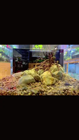 Tree design landscaping,do you like it#aquarium #fishtank #fishtanklife #aquascape #aquariumhobby #landscape #aquariumaccessories #decoration #homemade #foryou #tiktok