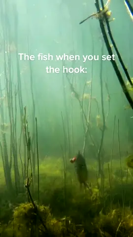 #fishing  #fishingtiktoks  #fishingtime  #fishingfun  #fisherman  #fishinggear  #bassfishing  #fishinglife  #gofishing  #seafishing  #fisher