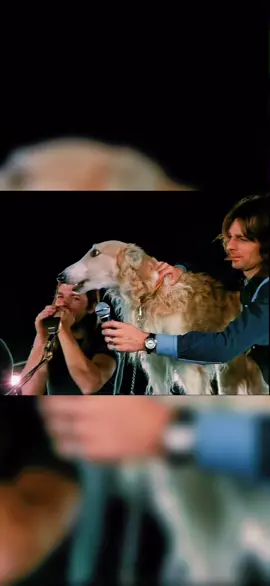 Pink Floyd - Mademoiselle Nobs (Live 1972) #pinkfloyd #rockmusic #psycadelic #rock #music #fyp #dog #rocknroll #throwbacksongs #tiktokmusic #70s #classic 