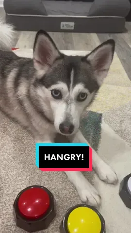 Introducing the yellow button 😋😡 #smartdog #dogs #doglover #pets #sassydog #hangry 